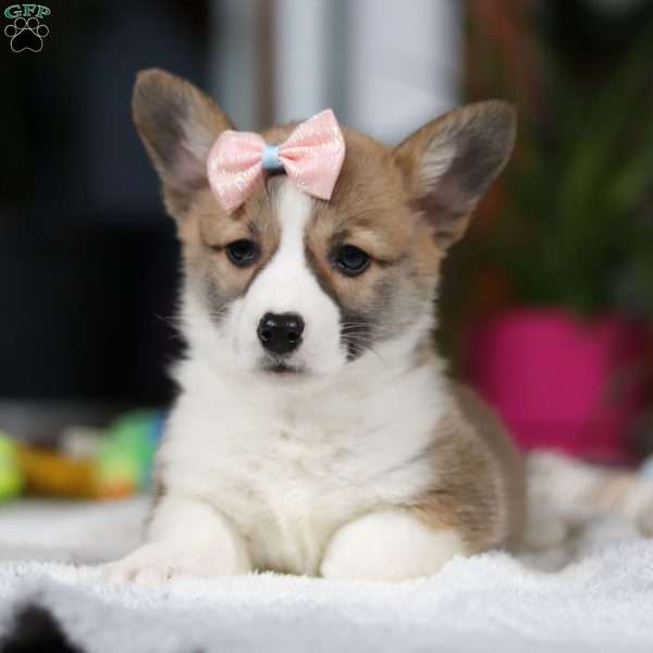 Kayla, Pembroke Welsh Corgi Puppy